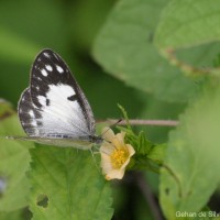 Colotis amata Fabricius, 1775